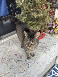 Lost Male Cat last seen Baux Mountain, Darien Blvd, Winston-Salem, NC 27105