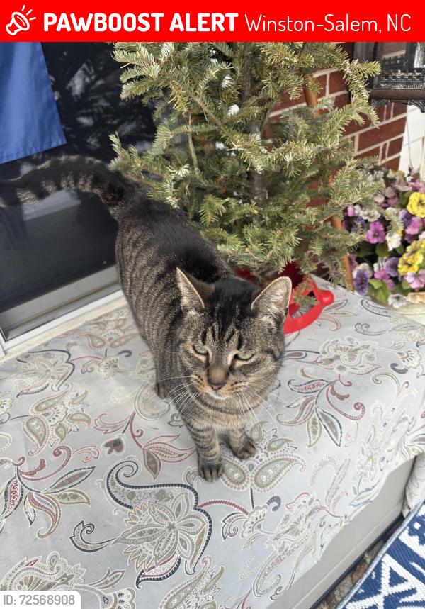 Lost Male Cat last seen Baux Mountain, Darien Blvd, Winston-Salem, NC 27105