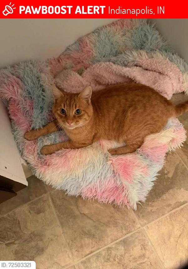 Lost Male Cat last seen Freeman apmts 2836 madelynne, Indianapolis, IN 46229