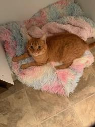 Lost Male Cat last seen Freeman apmts 2836 madelynne, Indianapolis, IN 46229