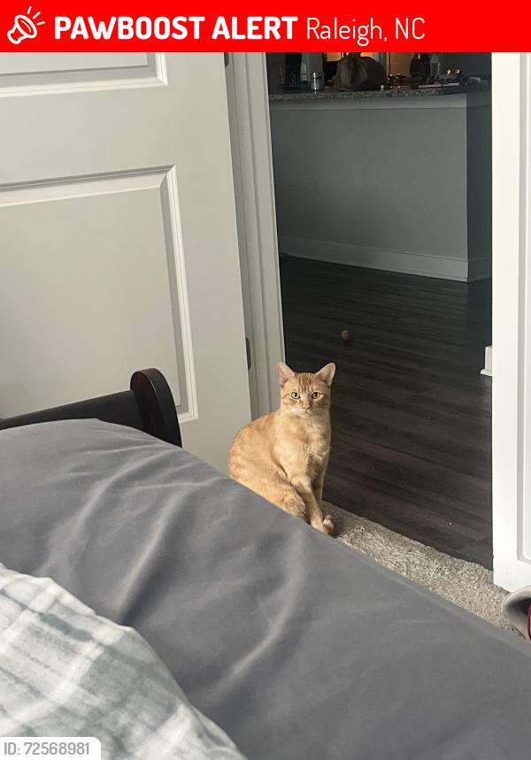 Lost Male Cat last seen Triangle Town Center, Raleigh, NC 27616
