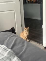 Lost Male Cat last seen Triangle Town Center, Raleigh, NC 27616