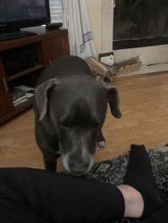 Found/Stray Male Dog last seen Argyle forest blvd, Jacksonville, FL 32244