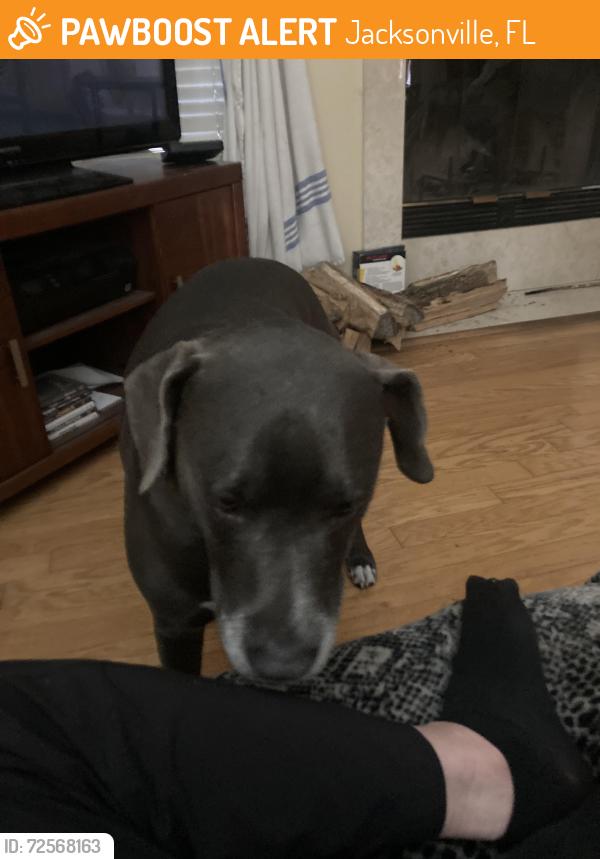 Found/Stray Male Dog last seen Argyle forest blvd, Jacksonville, FL 32244