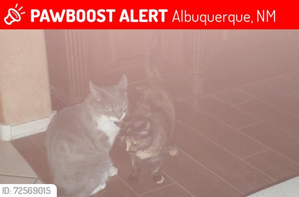 Lost Male Cat last seen Irving snd univetse, Albuquerque, NM 87114