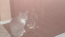 Lost Male Cat last seen Irving snd univetse, Albuquerque, NM 87114