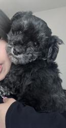 Lost Female Dog last seen Richmond, pagewood ln, ocee st., Houston, TX 77063