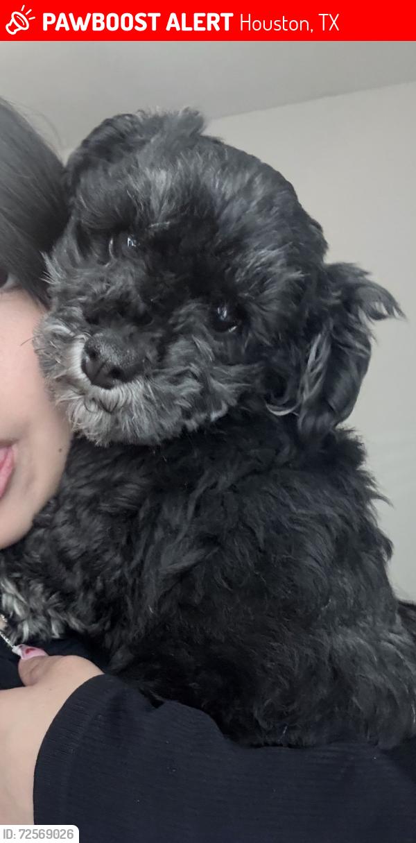 Lost Female Dog last seen Richmond, pagewood ln, ocee st., Houston, TX 77063