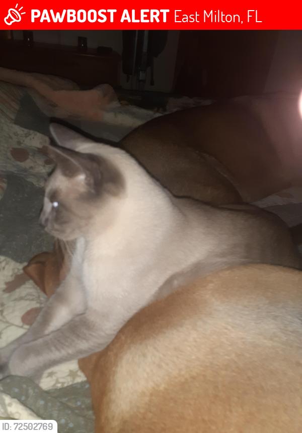 Lost Male Cat last seen John Hamm Road , East Milton, FL 32583