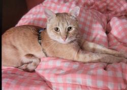 Lost Male Cat last seen N.polk st DeSoto Tx, DeSoto, TX 75115