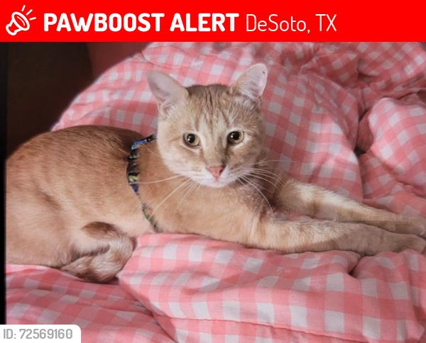 Lost Male Cat last seen N.polk st DeSoto Tx, DeSoto, TX 75115