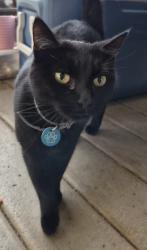 Lost Female Cat last seen Creekwood Ln, Westminster, SC 29693