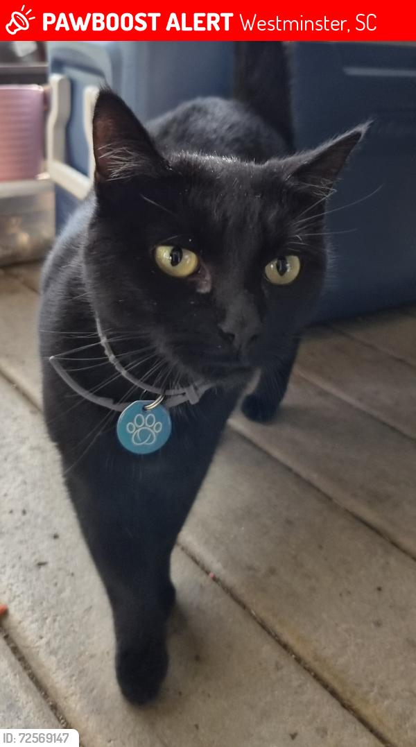 Lost Female Cat last seen Creekwood Ln, Westminster, SC 29693
