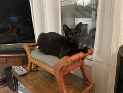 Lost Male Cat last seen Westlane and Harcourt , Indianapolis, IN 46260