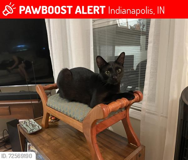 Lost Male Cat last seen Westlane and Harcourt , Indianapolis, IN 46260