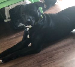 Lost Male Dog last seen Wrightsboro Rd & Barton chapel rd, Augusta, GA 30909
