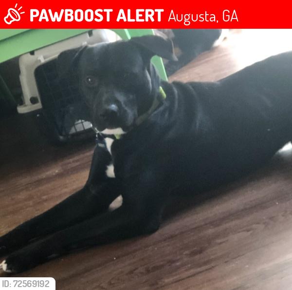 Lost Male Dog last seen Wrightsboro Rd & Barton chapel rd, Augusta, GA 30909