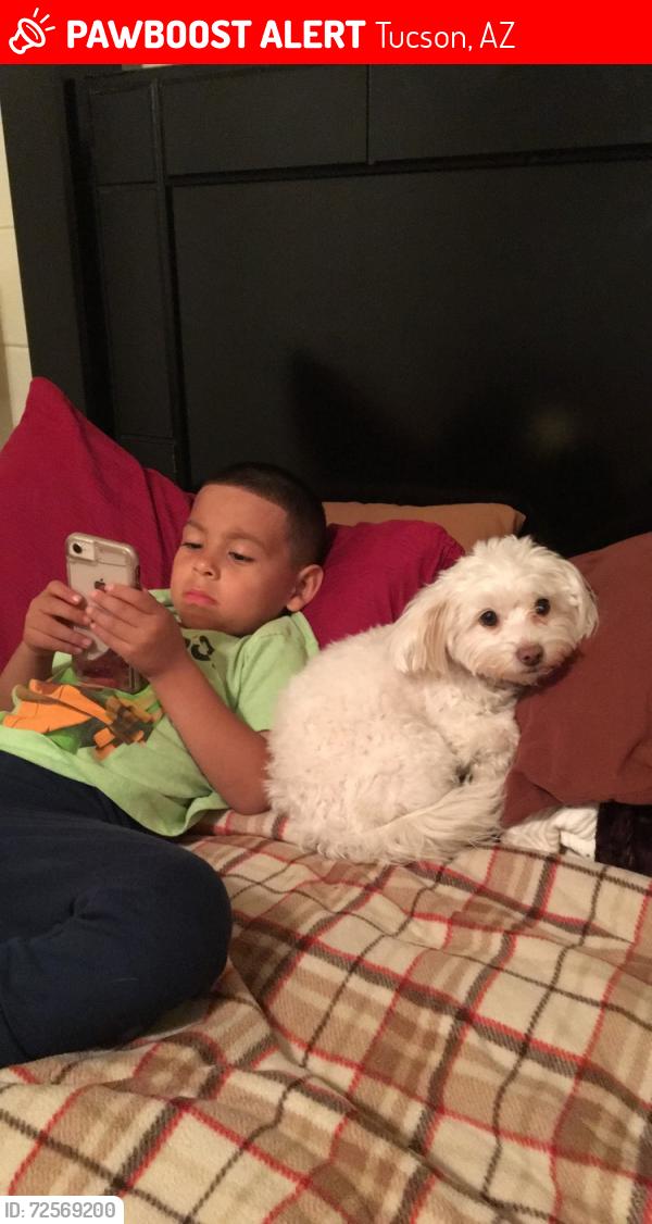 Lost Female Dog last seen Near E palmdale St 85714, Tucson, AZ 85714