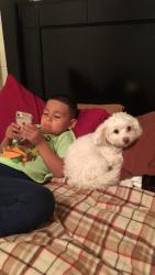 Lost Female Dog last seen Near E palmdale St 85714, Tucson, AZ 85714