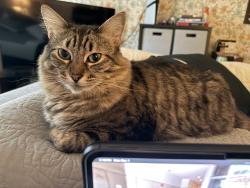Lost Male Cat last seen Buffalo/Westcliff, Las Vegas, NV 89145