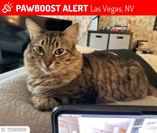 Lost Male Cat last seen Buffalo/Westcliff, Las Vegas, NV 89145