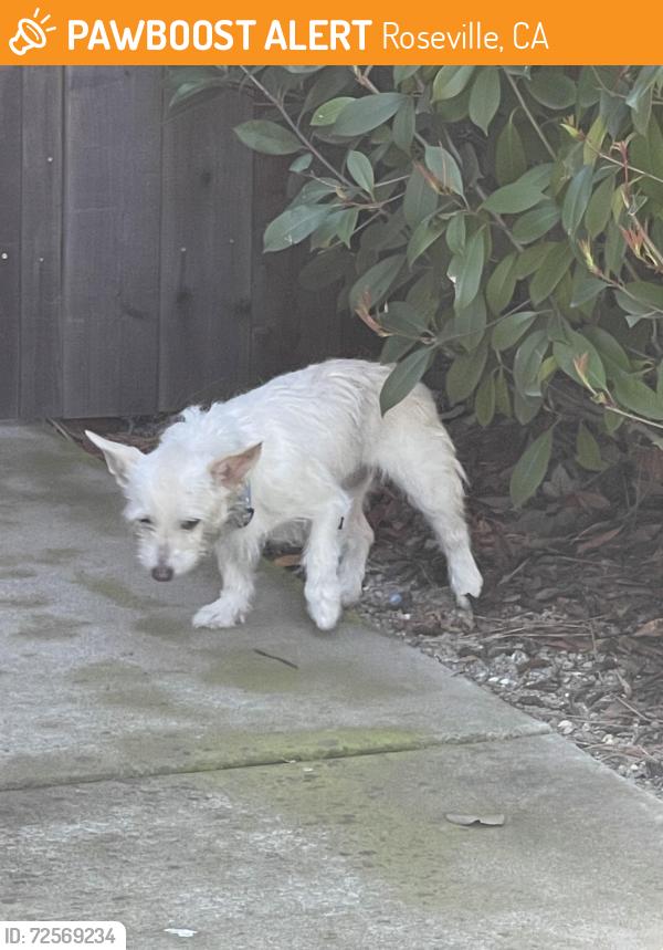 Found/Stray Unknown Dog last seen Pleasant Grove and Woodcreek Oaks, Roseville, CA 95747