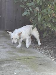 Found/Stray Unknown Dog last seen Pleasant Grove and Woodcreek Oaks, Roseville, CA 95747