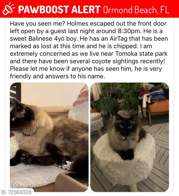 Lost Male Cat last seen Near poplar ct, Ormond beach, fl, Ormond Beach, FL 32174