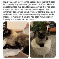 Lost Male Cat last seen Near poplar ct, Ormond beach, fl, Ormond Beach, FL 32174