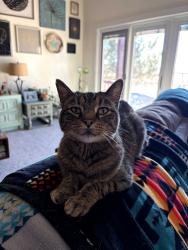Lost Male Cat last seen South Milliron in Quarter Circle Subdivision, Laramie County, WY 82009