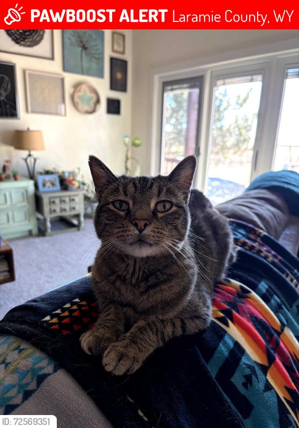 Lost Male Cat last seen South Milliron in Quarter Circle Subdivision, Laramie County, WY 82009