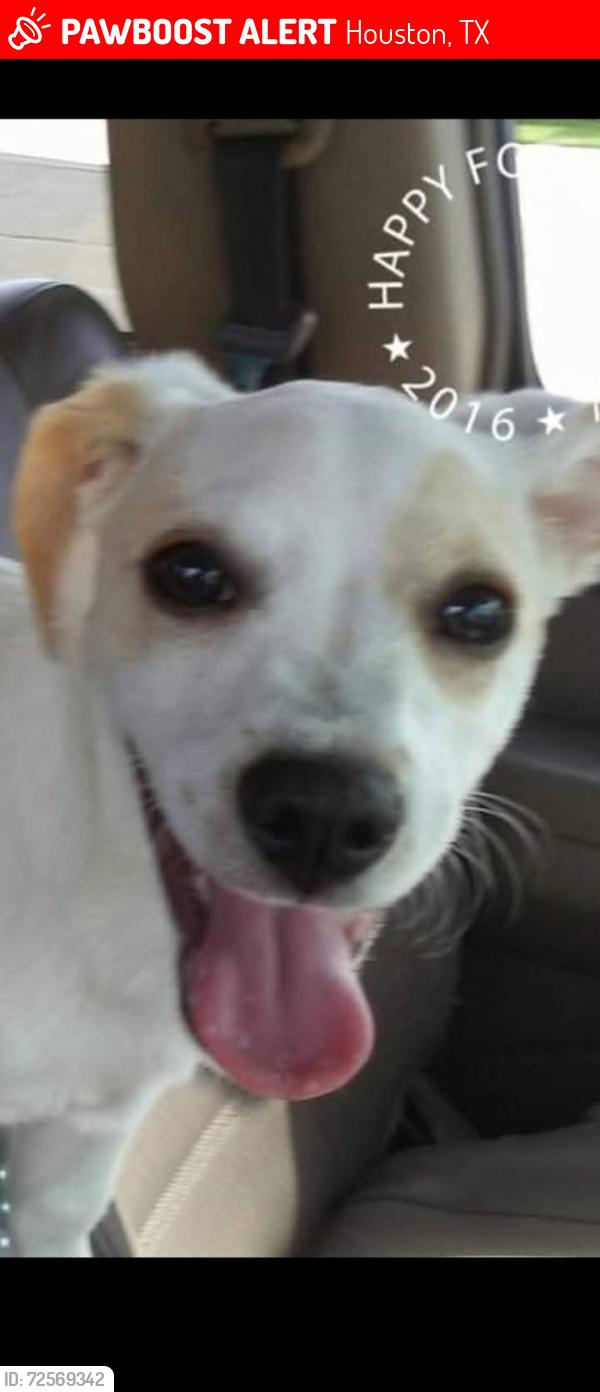 Lost Male Dog last seen Grimes park , Houston, TX 77033