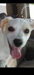 Lost Male Dog last seen Grimes park , Houston, TX 77033