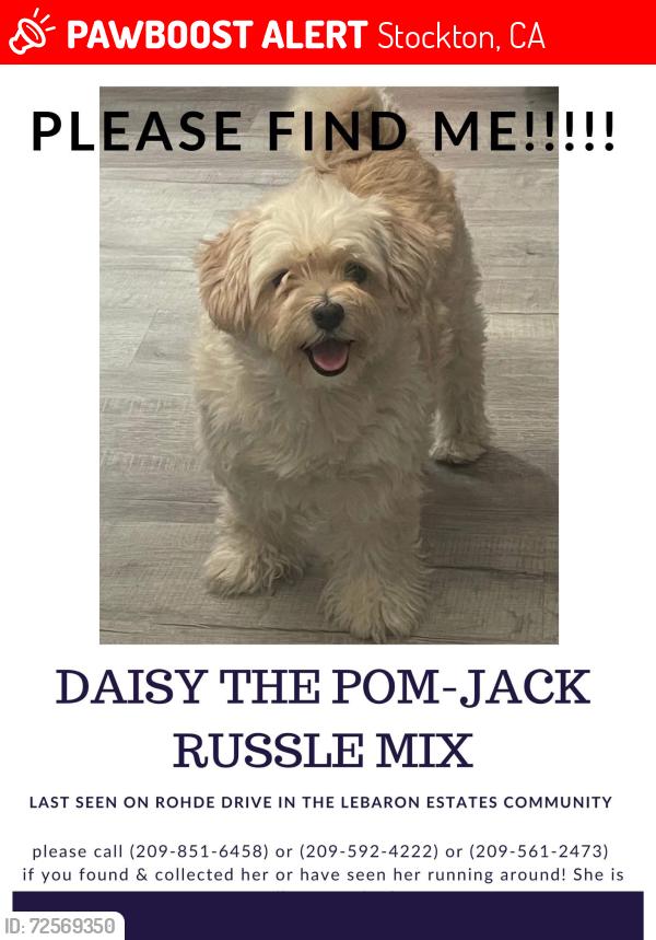 Lost Female Dog last seen Rohde Dr. stockton, ca 95209, Stockton, CA 95209