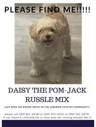 Lost Female Dog last seen Rohde Dr. stockton, ca 95209, Stockton, CA 95209