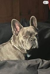 Lost Female Dog last seen Crafts Ford Court, Smith Mountain Lake, Wirtz, VA 24184