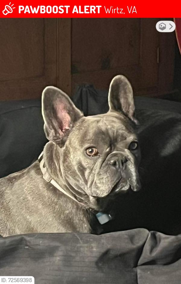 Lost Female Dog last seen Crafts Ford Court, Smith Mountain Lake, Wirtz, VA 24184
