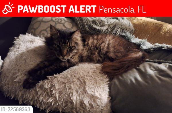 Lost Male Cat last seen Olive road , Pensacola, FL 32514