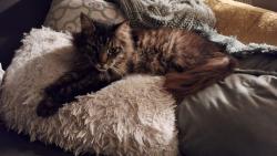 Lost Male Cat last seen Olive road , Pensacola, FL 32514