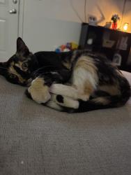 Lost Female Cat last seen Stone Creek apmts on Trimmier Rd, Killeen, TX 76542