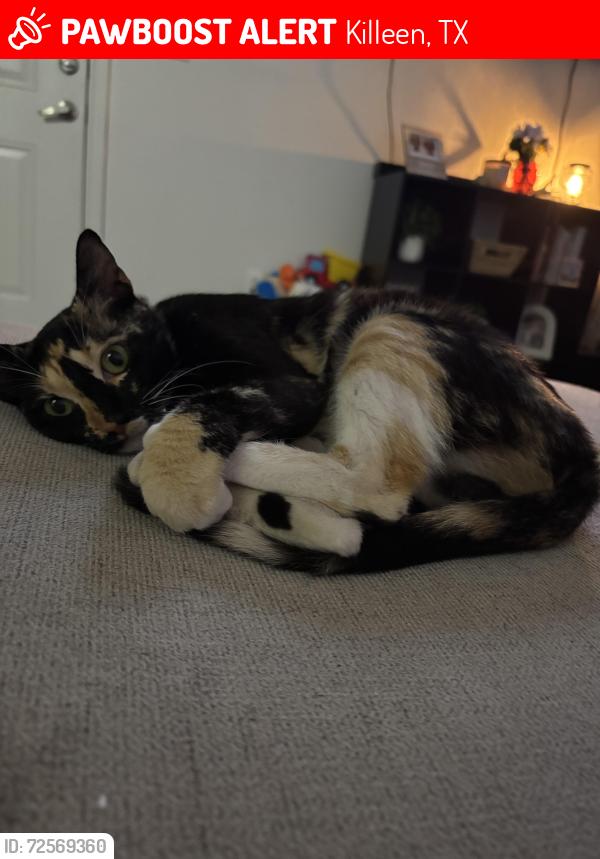 Lost Female Cat last seen Stone Creek apmts on Trimmier Rd, Killeen, TX 76542