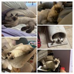 Lost Male Cat last seen H st. And Monroe ave., Las Vegas, NV 89106