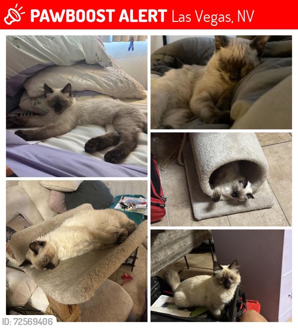 Lost Male Cat last seen H st. And Monroe ave., Las Vegas, NV 89106