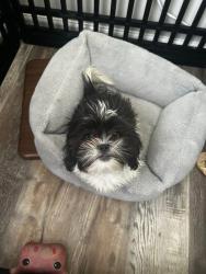 Lost Female Dog last seen Cone Health Distribution Center Summit ave, Greensboro, NC 27405