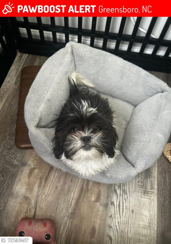 Lost Female Dog last seen Cone Health Distribution Center Summit ave, Greensboro, NC 27405