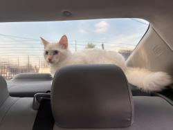Lost Male Cat last seen Near w Brazil st, Compton, CA 90220