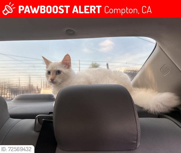 Lost Male Cat last seen Near w Brazil st, Compton, CA 90220