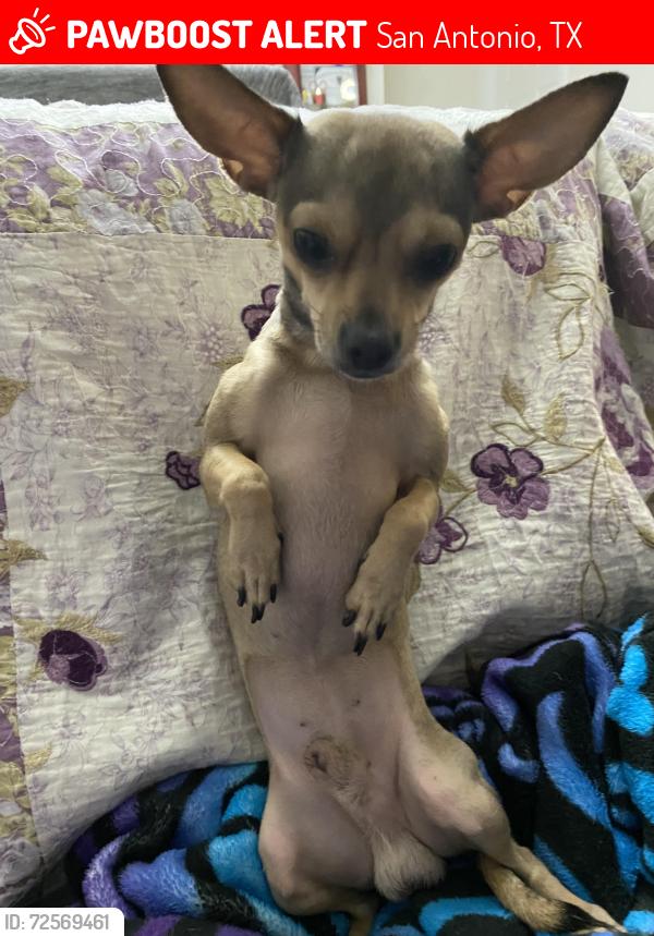 Lost Male Dog last seen Near flora vista, San Antonio, TX 78224