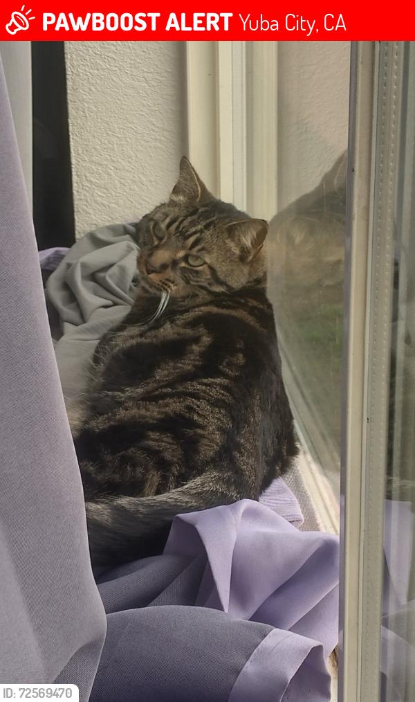 Lost Female Cat last seen Near and Oswald Rd, Yuba City, CA 95991