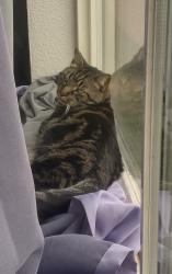 Lost Female Cat last seen Near and Oswald Rd, Yuba City, CA 95991